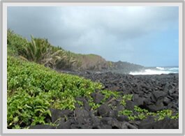 Our cove in Pahoa